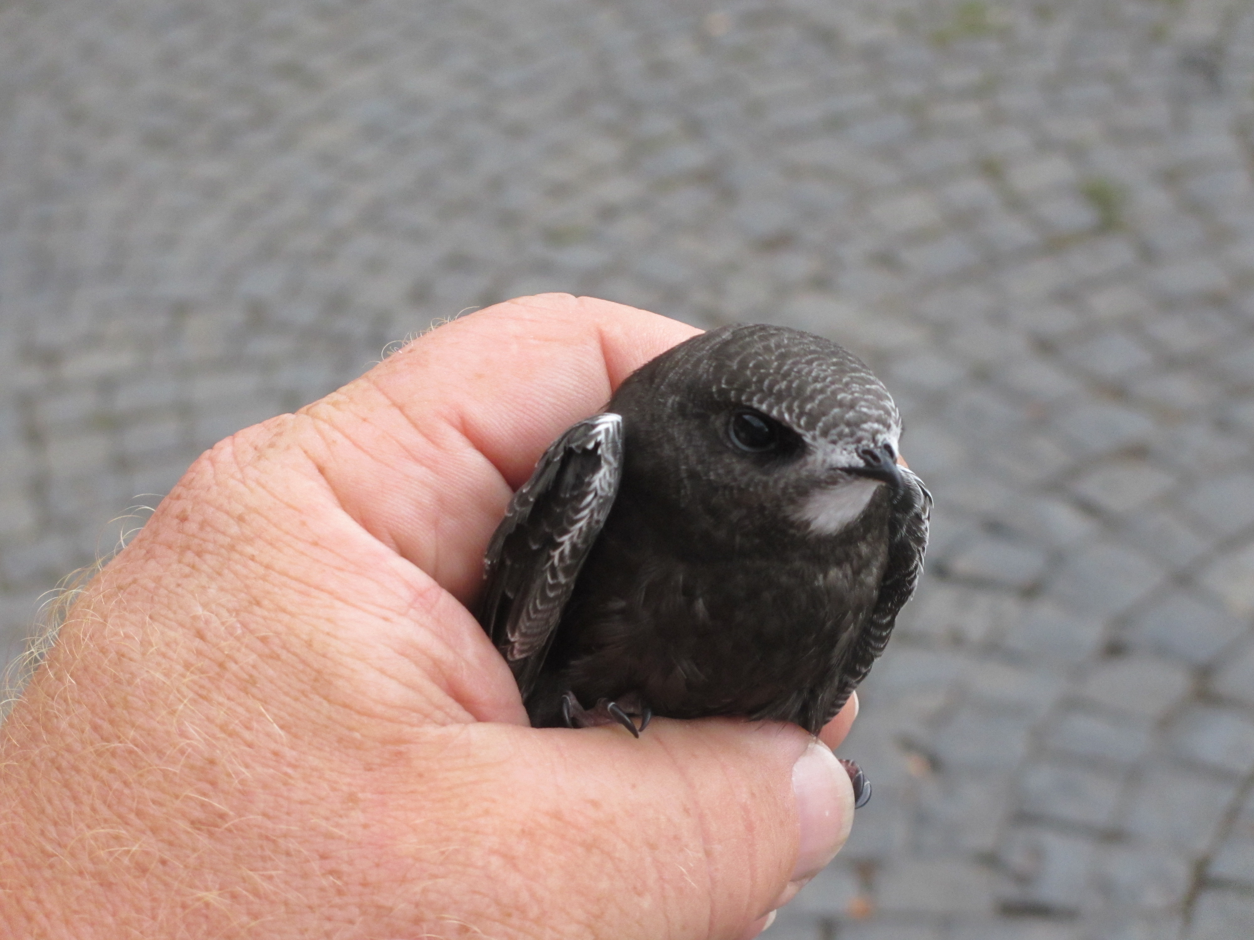 Mauersegler in Hand
